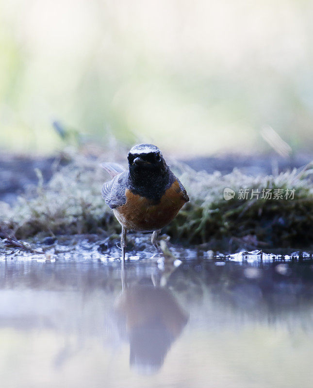 普通红雀(Phoenicurus Phoenicurus)雄性